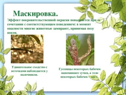 Презентація до уроку біології в 9 класі результати еволюції різноманіття видів, пристосованість (різноманіття) Презентація до уроку біології в 9 класі результати еволюції різноманіття видів, пристосованість