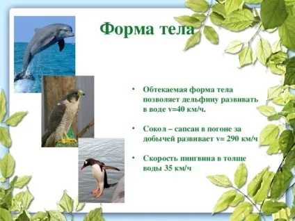 Презентація до уроку біології в 9 класі результати еволюції різноманіття видів, пристосованість (презентація) Презентація до уроку біології в 9 класі результати еволюції різноманіття видів, пристосованість