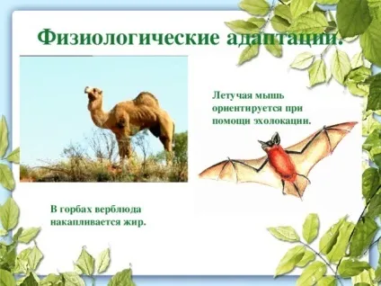 Презентація до уроку біології в 9 класі результати еволюції різноманіття видів, пристосованість (може) Презентація до уроку біології в 9 класі результати еволюції різноманіття видів, пристосованість
