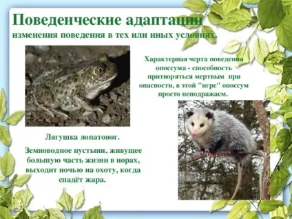 Презентація до уроку біології в 9 класі результати еволюції різноманіття видів, пристосованість (пристосованість) Презентація до уроку біології в 9 класі результати еволюції різноманіття видів, пристосованість
