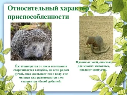 Презентація до уроку біології в 9 класі результати еволюції різноманіття видів, пристосованість (використана) Презентація до уроку біології в 9 класі результати еволюції різноманіття видів, пристосованість
