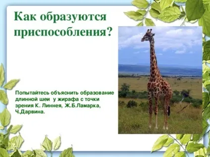 Презентація до уроку біології в 9 класі результати еволюції різноманіття видів, пристосованість (уроку) Презентація до уроку біології в 9 класі результати еволюції різноманіття видів, пристосованість