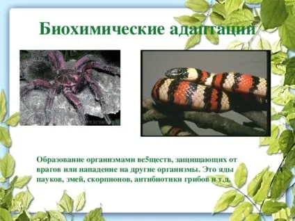 Презентація до уроку біології в 9 класі результати еволюції різноманіття видів, пристосованість (використана) Презентація до уроку біології в 9 класі результати еволюції різноманіття видів, пристосованість