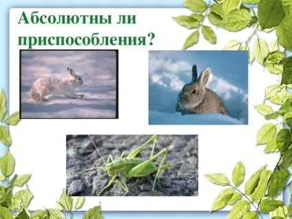 Презентація до уроку біології в 9 класі результати еволюції різноманіття видів, пристосованість (програмі) Презентація до уроку біології в 9 класі результати еволюції різноманіття видів, пристосованість