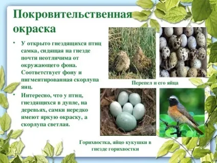 Презентація до уроку біології в 9 класі результати еволюції різноманіття видів, пристосованість (бути) Презентація до уроку біології в 9 класі результати еволюції різноманіття видів, пристосованість