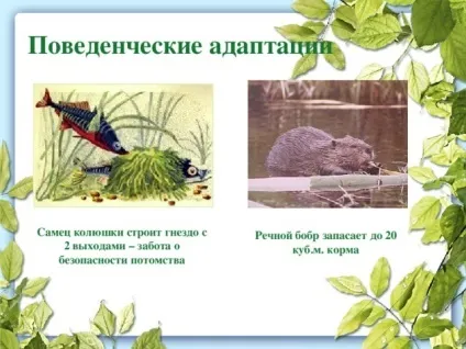 Презентація до уроку біології в 9 класі результати еволюції різноманіття видів, пристосованість (бути) Презентація до уроку біології в 9 класі результати еволюції різноманіття видів, пристосованість