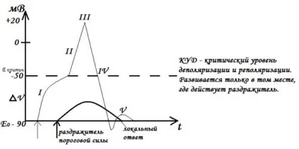 Ознаки порушення (для всіх видів збудливою тканини) (видів) Ознаки порушення (для всіх видів збудливою тканини)