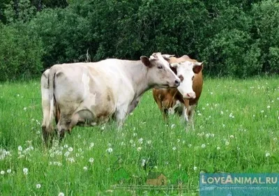 Пропало молоко у корови