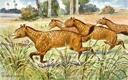 Походження та історія коні, щасливі коні (Hyracotherium найдавніший предок) Походження та історія коні, щасливі коні