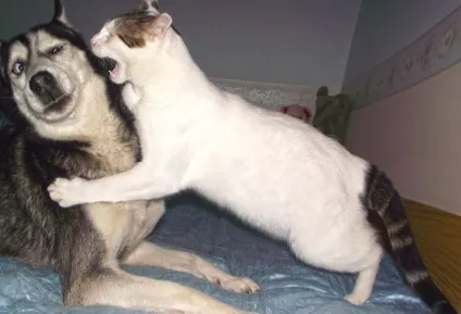 Про котів і собак