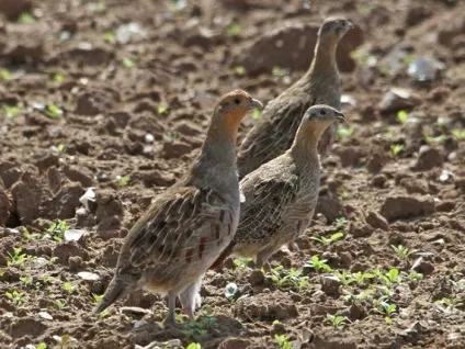 Птах сіра куріпка опис і фото (птах) Птах сіра куріпка опис і фото