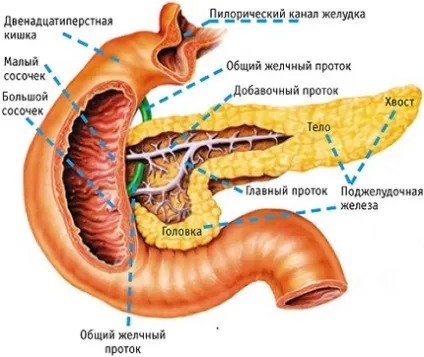 Рак головки підшлункової залози стадії, симптоми і лікування онкології (залози) Рак головки підшлункової залози стадії, симптоми і лікування онкології