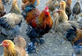 Відмінності статей півник або курочка курки перестали нестися (курки) Відмінності статей півник або курочка курки перестали нестися