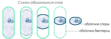 Розмноження бактерій і утворення спор