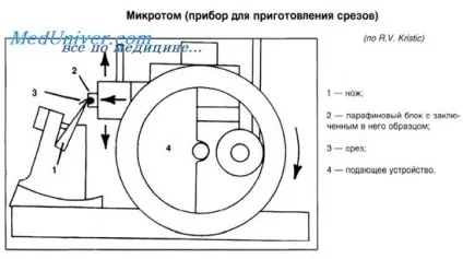 Розвиток цитології і гістології (тканин) Розвиток цитології і гістології