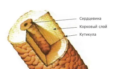 Вії структура, фази зростання, догляд (краса) Вії структура, фази зростання, догляд