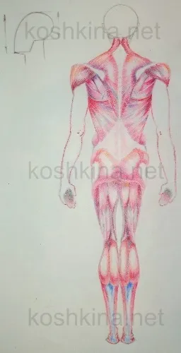 Малювання людини ззаду - Кошкіна анна (людини) Малювання людини ззаду - Кошкіна анна