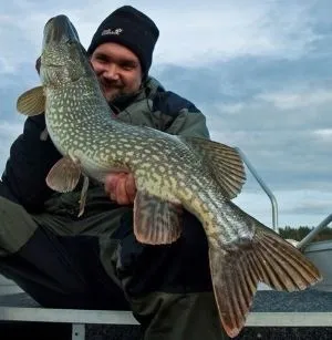 Риба простіпома - де водиться, де купити, корисні властивості, як приготувати простіпому (риба) Риба простіпома - де водиться, де купити, корисні властивості, як приготувати простіпому