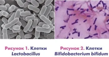 Роль бактерій в житті людини (бактерій викликають гниття) Роль бактерій в житті людини