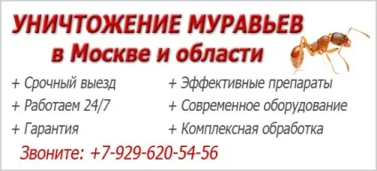 Руді або червоні мурахи в квартирі що робити з ними і які причини їх появи (мурахи в квартирі руді) Руді або червоні мурахи в квартирі що робити з ними і які причини їх появи