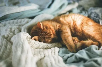 Рудий кіт в будинку прикмети, пов'язані з рудими котами (котами) Рудий кіт в будинку прикмети, пов'язані з рудими котами