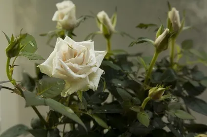 Роза - rosa фото, умови вирощування, догляд та розмноження (освітлення) Роза - rosa фото, умови вирощування, догляд та розмноження