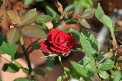Роза - rosa фото, умови вирощування, догляд та розмноження (полив) Роза - rosa фото, умови вирощування, догляд та розмноження