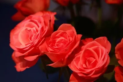 Роза - rosa фото, умови вирощування, догляд та розмноження (розмноження) Роза - rosa фото, умови вирощування, догляд та розмноження