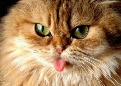 руді коти
