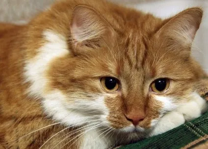 руді коти