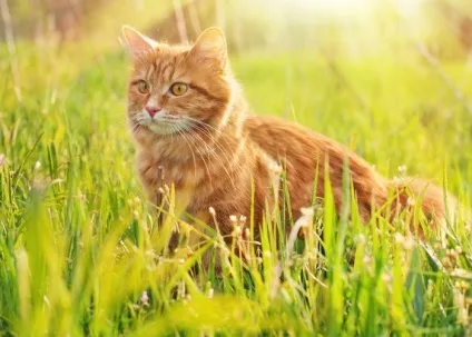 руді коти