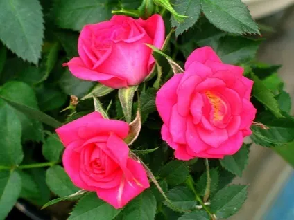 Роза - rosa фото, умови вирощування, догляд та розмноження (вирощування) Роза - rosa фото, умови вирощування, догляд та розмноження