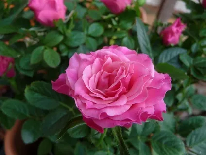 Роза - rosa фото, умови вирощування, догляд та розмноження (догляд) Роза - rosa фото, умови вирощування, догляд та розмноження