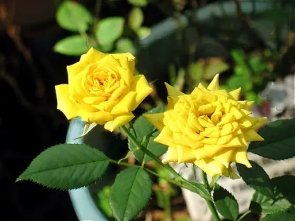 Роза - rosa фото, умови вирощування, догляд та розмноження (полив) Роза - rosa фото, умови вирощування, догляд та розмноження