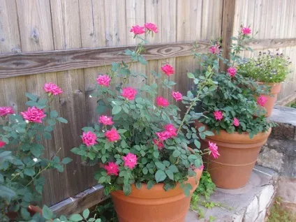 Роза - rosa фото, умови вирощування, догляд та розмноження (вирощування) Роза - rosa фото, умови вирощування, догляд та розмноження