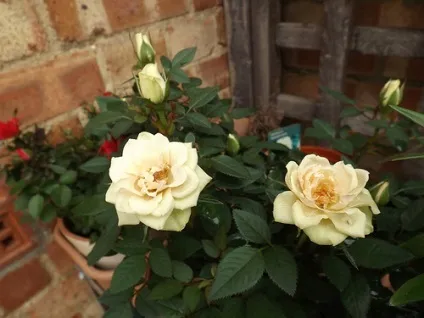 Роза - rosa фото, умови вирощування, догляд та розмноження (розмноження) Роза - rosa фото, умови вирощування, догляд та розмноження