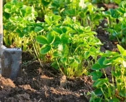 Робота з полуницею після збору врожаю (опис) Робота з полуницею після збору врожаю