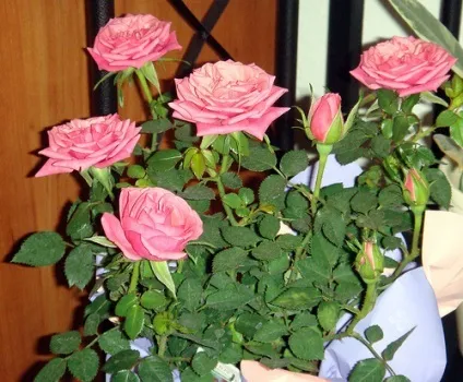 Роза - rosa фото, умови вирощування, догляд та розмноження (розмноження) Роза - rosa фото, умови вирощування, догляд та розмноження