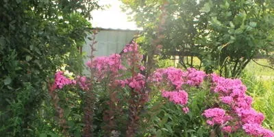 Сад - догляд, посадка і вирощування квітів та інших рослин (догляд) Сад - догляд, посадка і вирощування квітів та інших рослин