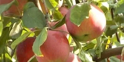 Сад - догляд, посадка і вирощування квітів та інших рослин (догляд) Сад - догляд, посадка і вирощування квітів та інших рослин