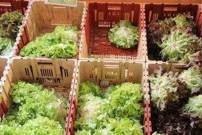 Салат на городі і вдома, вирощування томатів на дачній ділянці (ділянці) Салат на городі і вдома, вирощування томатів на дачній ділянці