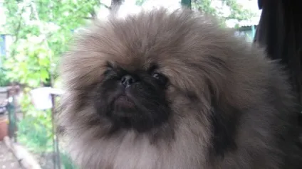 Ru-pets - все про домашніх вихованців