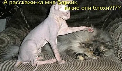 Найцікавіші наукові дослідження про котів і кішок - ❶ цікаві факти ❶ (самі) Найцікавіші наукові дослідження про котів і кішок - ❶ цікаві факти ❶