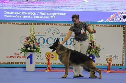 Ru-pets - все про домашніх вихованців