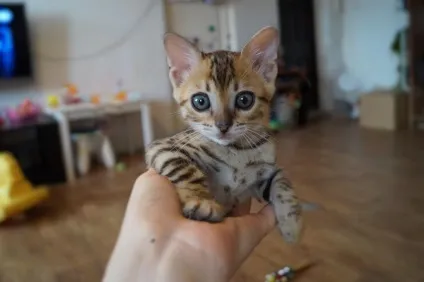 Ru-pets - все про домашніх вихованців