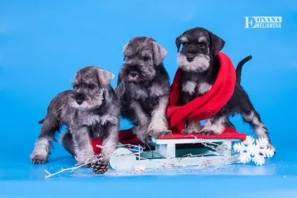 Ru-pets - все про домашніх вихованців