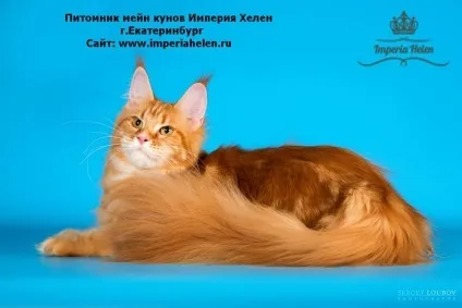 Ru-pets - все про домашніх вихованців