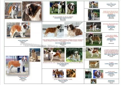 Ru-pets - все про домашніх вихованців