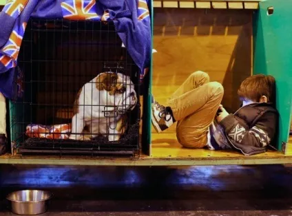 Ru виставка собак crufts стартувала в Бірмінгемі - terraoko - світ твоїми очима (crufts) Ru виставка собак crufts стартувала в Бірмінгемі - terraoko - світ твоїми очима