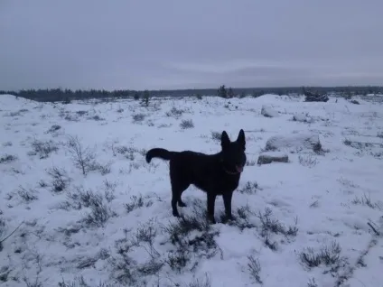 Ru-pets - все про домашніх вихованців